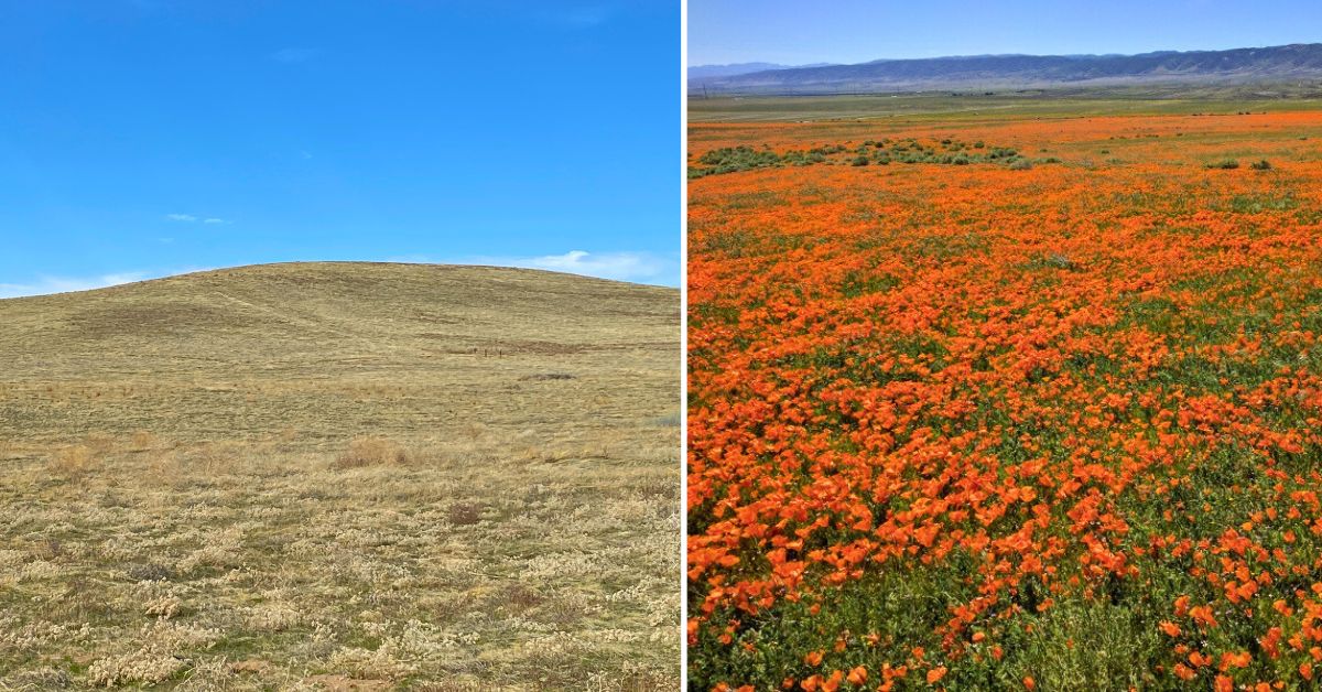A comparison of Antelope Valley in 2017 and 2025